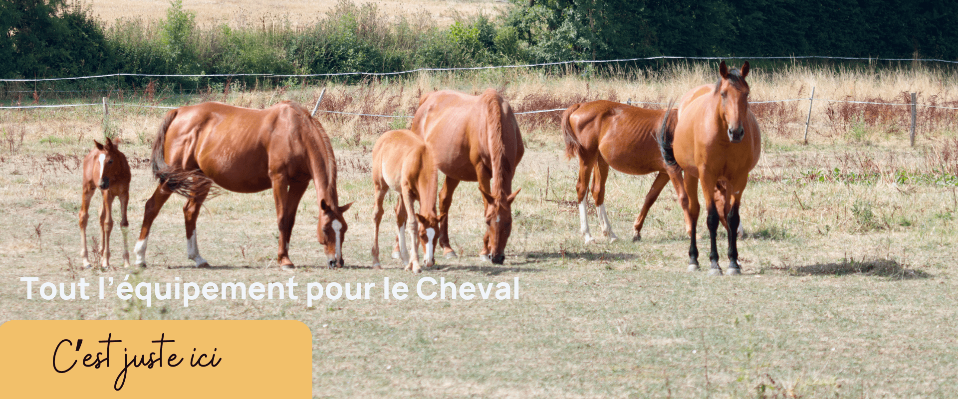 Tout l'équipement pour le Cheval