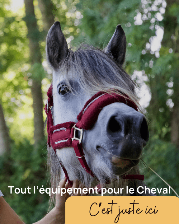 Tout l'équipement pour le Cheval