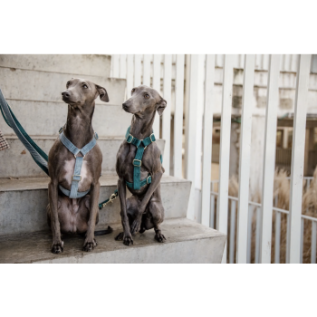 Harnais pour chien Velvet Loop
