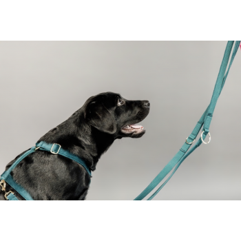 Harnais pour chien Velvet Loop