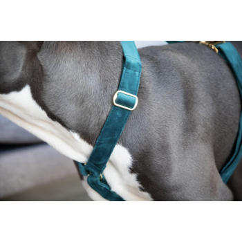 Harnais pour chien Velvet Loop