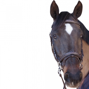 Bridon CANTER Surpiqué - Combiné