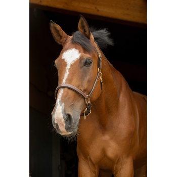Licol cuir grooming
