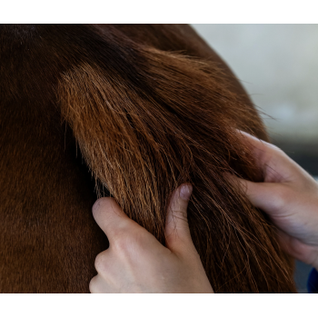 Huile nourrissante — Cheval