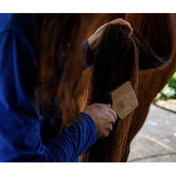 Huile nourrissante — Cheval