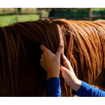 Huile nourrissante — Cheval