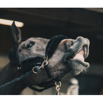 Huile relaxante — Cheval