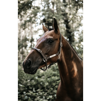 LICOL EN CUIR FLEXIBLE Myhorsely I L'équipement des chevaux et du cavalier. Magasin en ligne d'équitation dédié au cavalier