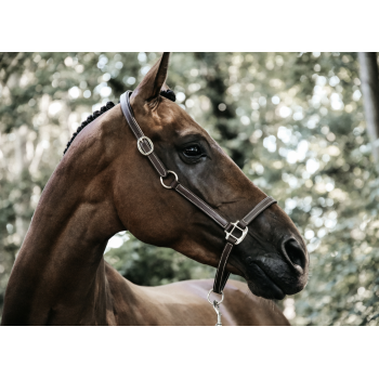 LICOL EN CUIR FLEXIBLE Myhorsely I L'équipement des chevaux et du cavalier. Magasin en ligne d'équitation dédié au cavalier