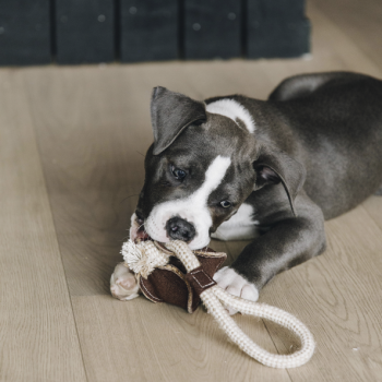 JOUET POUR CHIEN AVEC CORDE EN COTON BASEBALL