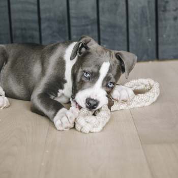 JOUET POUR CHIEN CORDE EN COTON 8-LOOP