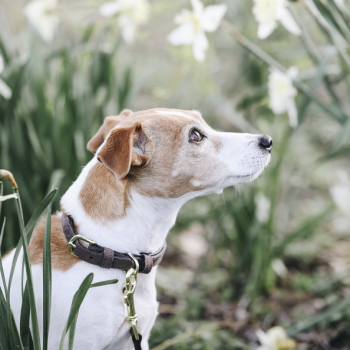 COLLIER POUR CHIEN VELVET LEATHER