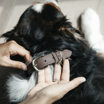 COLLIER POUR CHIEN VELVET LEATHER