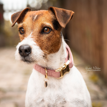 COLLIER POUR CHIEN VELVET Myhorsely I L'équipement des chevaux et du cavalier. Magasin en ligne d'équitation dédié au cavalier