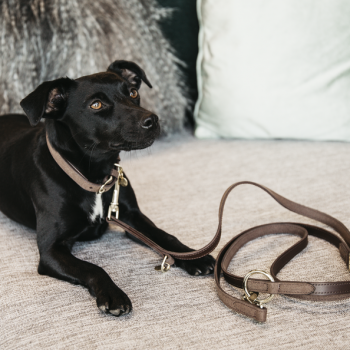 LAISSE POUR CHIEN VELVET LEATHER