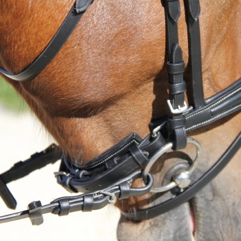 Bridon Protanner Diamant Myhorsely I L'équipement des chevaux et du cavalier. Magasin en ligne d'équitation dédié au cavalier