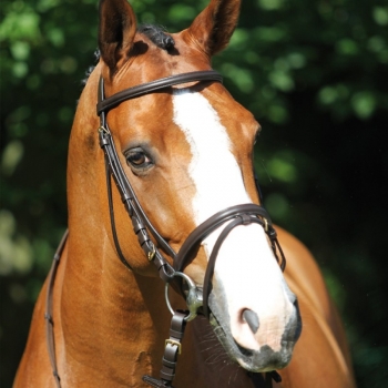 Bridon Protanner Virginia Myhorsely I L'équipement des chevaux et du cavalier. Magasin en ligne d'équitation dédié au cavalier