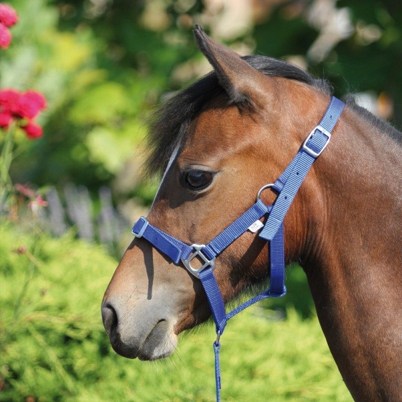 Licol poulain à lanière Myhorsely I L'équipement des chevaux et du cavalier. Magasin en ligne d'équitation dédié au cavalier