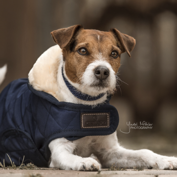 MANTEAU POUR CHIEN ORIGINAL Myhorsely I L'équipement des chevaux et du cavalier. Magasin en ligne d'équitation dédié au cavalier