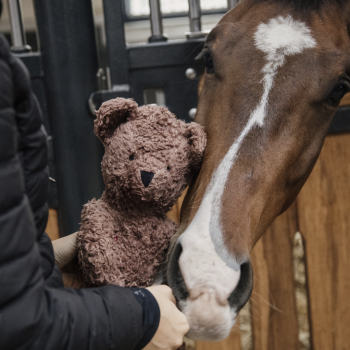 JOUET RELAXANT OURSON DOUX Myhorsely I L'équipement des chevaux et du cavalier. Magasin en ligne d'équitation dédié au cavalier