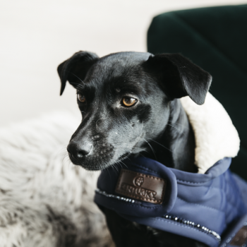 MANTEAU POUR CHIEN PEARLS Myhorsely I L'équipement des chevaux et du cavalier. Magasin en ligne d'équitation dédié au cavalier