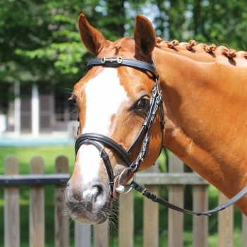 Bridon Protanner Chantilly Myhorsely I L'équipement des chevaux et du cavalier. Magasin en ligne d'équitation dédié au cavalier