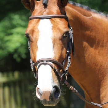 Bridon huilé King Myhorsely I L'équipement des chevaux et du cavalier. Magasin en ligne d'équitation dédié au cavalier