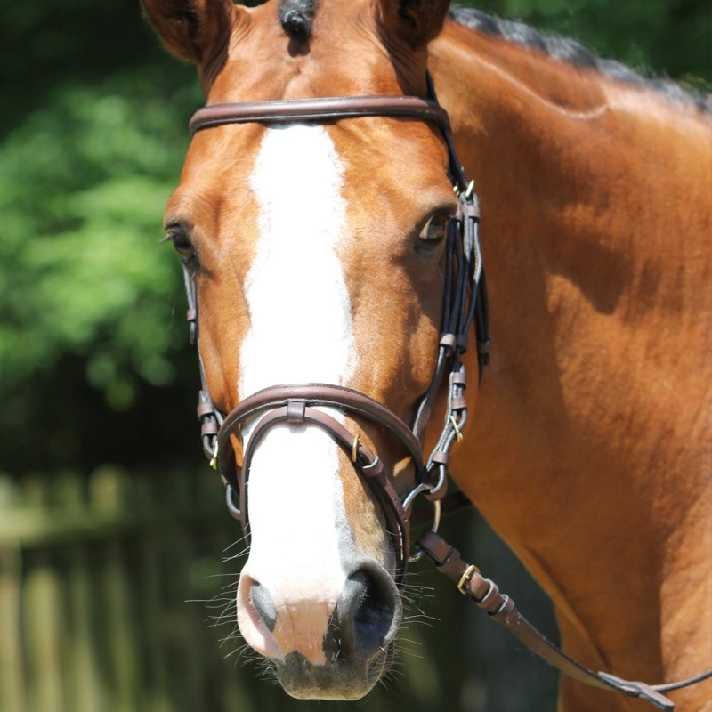 Bridon huilé King Myhorsely I L'équipement des chevaux et du cavalier. Magasin en ligne d'équitation dédié au cavalier