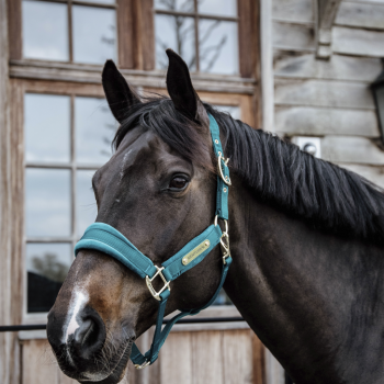 LICOL VELVET Myhorsely I L'équipement des chevaux et du cavalier. Magasin en ligne d'équitation dédié au cavalier