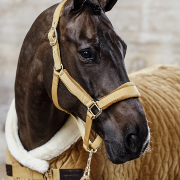 LICOL VELVET Myhorsely I L'équipement des chevaux et du cavalier. Magasin en ligne d'équitation dédié au cavalier