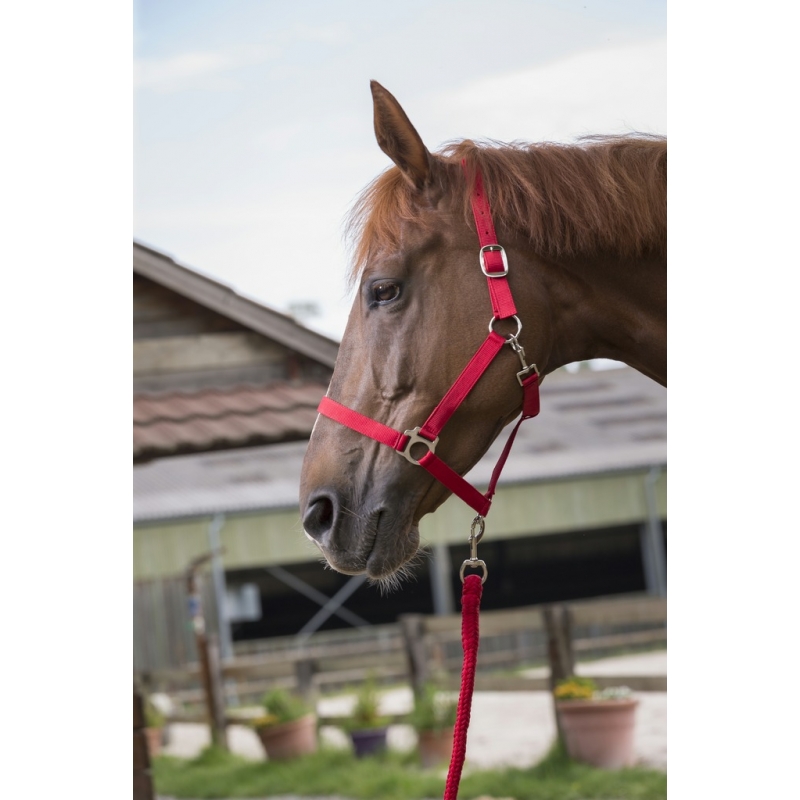 LICOL + LONGE RIDING WORLD "CLUB" LICOL + LONGE RIDING WORLD "CLUB"