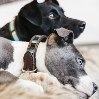 COLLIER POUR CHIEN PERLES FAITES MAIN