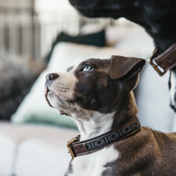 COLLIER POUR CHIEN PERLES FAITES MAIN