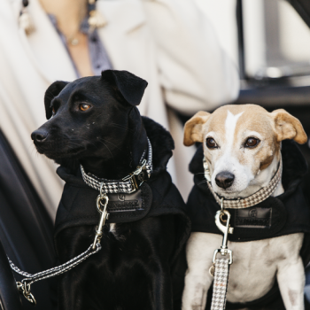 LAISSE POUR CHIEN PIED-DE-POULE 2M