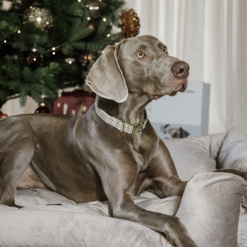 COLLIER POUR CHIEN PIED-DE-POULE