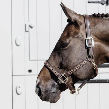 LICOL PEARLS Myhorsely I L'équipement des chevaux et du cavalier. Magasin en ligne d'équitation dédié au cavalier