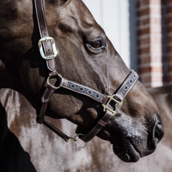 LICOL PEARLS Myhorsely I L'équipement des chevaux et du cavalier. Magasin en ligne d'équitation dédié au cavalier