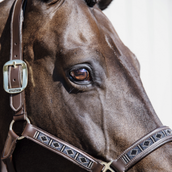 LICOL PEARLS Myhorsely I L'équipement des chevaux et du cavalier. Magasin en ligne d'équitation dédié au cavalier