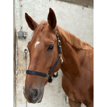 Licol CANTER Malibu cheval