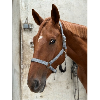 Licol CANTER Malibu cheval