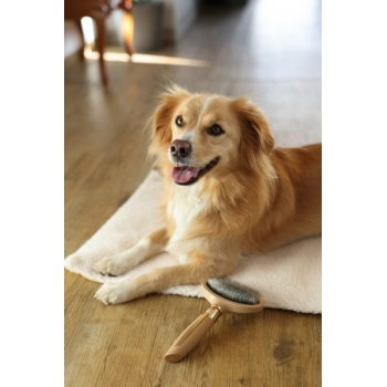 MagicBrush Carde douce