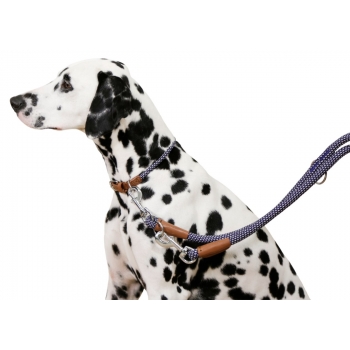 Collier pour chien Phoenix