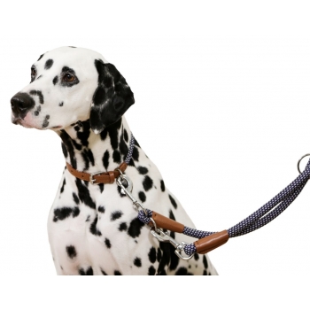 Collier pour chien Phoenix