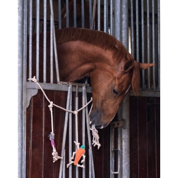 Jouets pour chevaux de corde pendante d'écurie