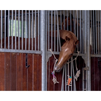 Jouets pour chevaux de corde pendante d'écurie