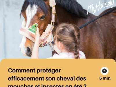 Comment protéger efficacement son cheval des mouches et insectes en été ?