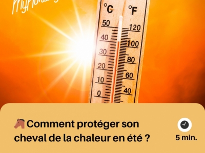 Protéger son cheval de la chaleur en été | MyHorsely