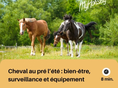 Cheval au pré l’été : bien-être, surveillance et équipement