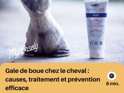 Gale de boue chez le cheval : causes, traitement et prévention efficace