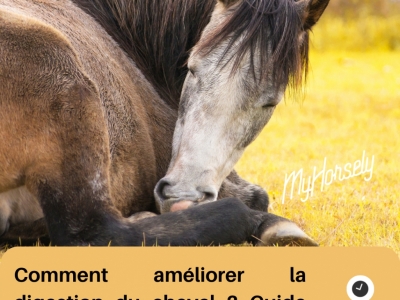 Comment améliorer la digestion du cheval ? Guide complet et solutions naturel